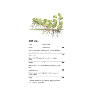 Tropica Salvinia auriculata 1-2-Grow - Charterhouse Aquatics
