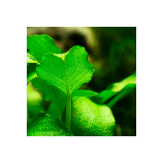 Tropica Schismatoglottis prietoi 1-2 Grow - Charterhouse Aquatics