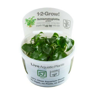 Tropica Schismatoglottis prietoi 1-2 Grow - Charterhouse Aquatics