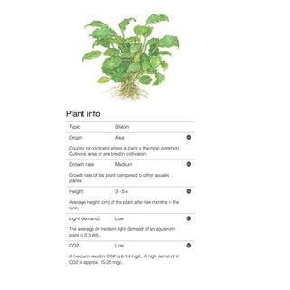 Tropica Schismatoglottis prietoi 1-2 Grow - Charterhouse Aquatics
