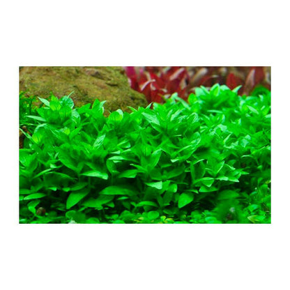 Tropica Staurogyne repens 1-2-Grow - Charterhouse Aquatics