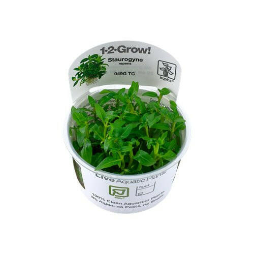 Tropica Staurogyne repens 1-2-Grow - Charterhouse Aquatics