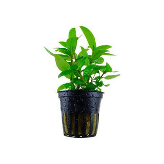 Tropica Staurogyne Repens - Charterhouse Aquatics