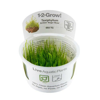 Tropica Taxiphyllum barbieri 'Bogor Moss' 1-2-Grow - Charterhouse Aquatics