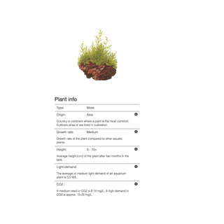 Tropica Taxiphyllum barbieri 'Bogor Moss' 1-2-Grow - Charterhouse Aquatics