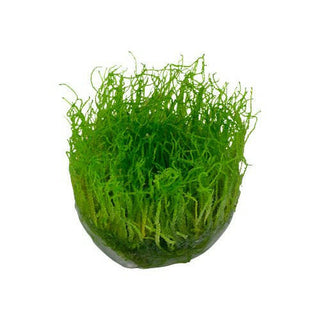 Tropica Taxiphyllum barbieri 'Bogor Moss' 1-2-Grow - Charterhouse Aquatics
