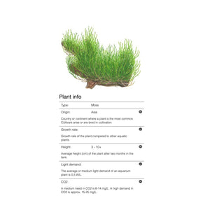 Tropica Taxiphyllum 'Flame Moss' 1-2-Grow - Charterhouse Aquatics