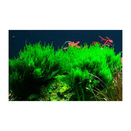 Tropica Taxiphyllum 'Flame Moss' 1-2-Grow - Charterhouse Aquatics