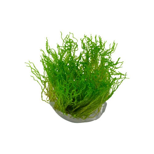 Tropica Taxiphyllum 'Flame Moss' 1-2-Grow - Charterhouse Aquatics