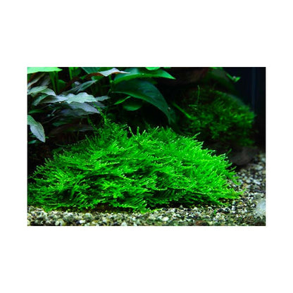 Tropica Taxiphyllum 'Spiky Moss' 1-2-Grow - Charterhouse Aquatics