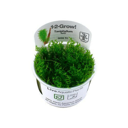 Tropica Taxiphyllum 'Spiky Moss' 1-2-Grow - Charterhouse Aquatics