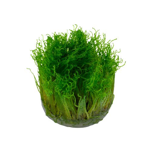 Tropica Taxiphyllum 'Spiky Moss' 1-2-Grow - Charterhouse Aquatics