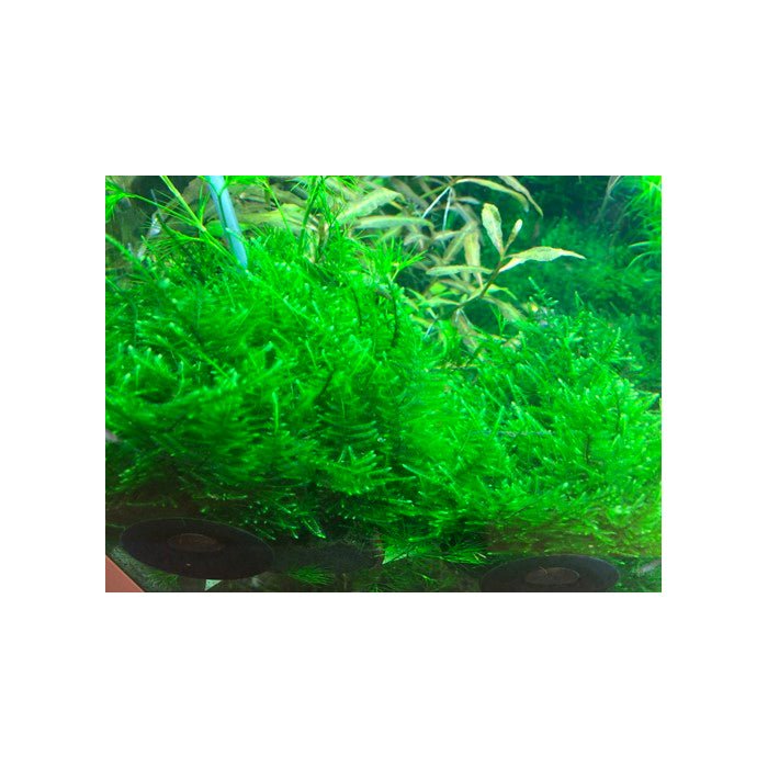 Tropica Taxiphyllum 'Taiwan Moss' 1-2-Grow - Charterhouse Aquatics