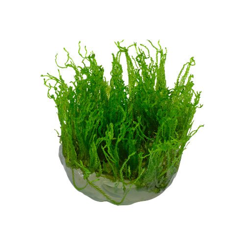 Tropica Taxiphyllum 'Taiwan Moss' 1-2-Grow - Charterhouse Aquatics