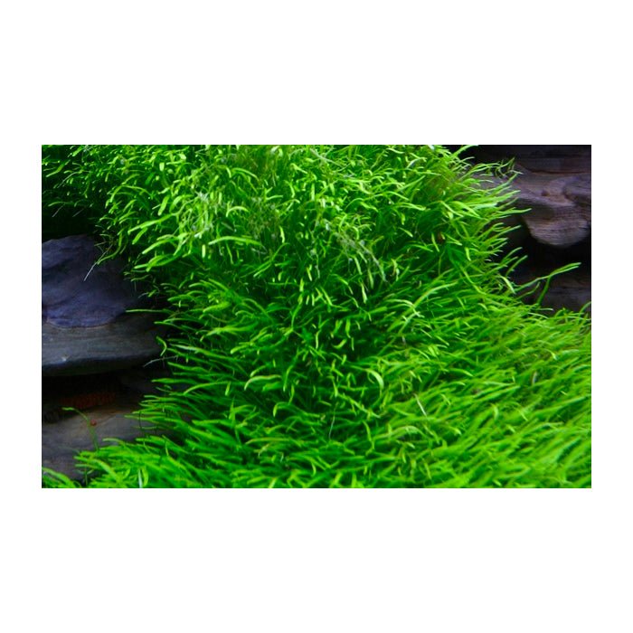Tropica Utricularia graminifolia 1-2-Grow - Charterhouse Aquatics