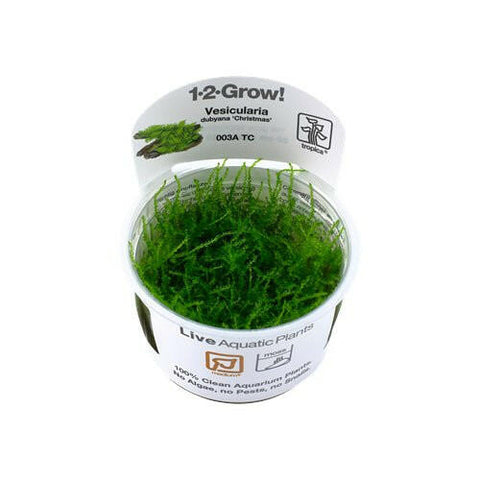 Tropica Vesicularia 'Christmas Moss' 1-2-Grow - Charterhouse Aquatics