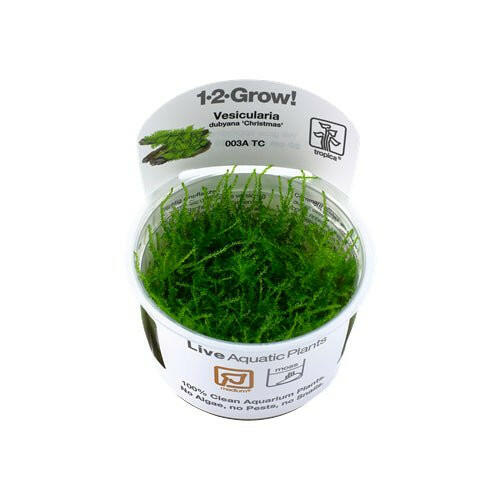 Tropica Vesicularia 'Christmas Moss' 1-2-Grow - Charterhouse Aquatics