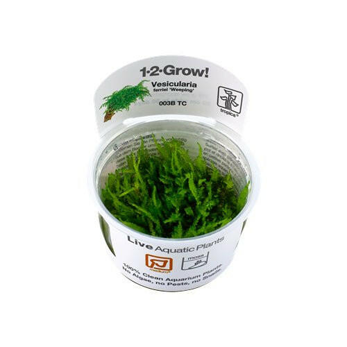 Tropica Vesicularia ferriei 'Weeping Moss' 1-2-Grow - Charterhouse Aquatics