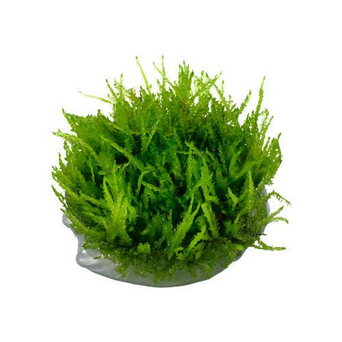 Tropica Vesicularia ferriei 'Weeping Moss' 1-2-Grow - Charterhouse Aquatics