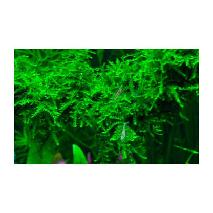 Tropica Vesicularia ferriei 'Weeping Moss' 1-2-Grow - Charterhouse Aquatics