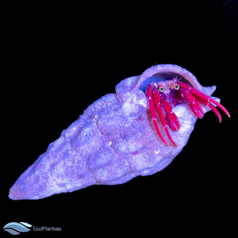 True Scarlet Hermit Crab (x3) - Charterhouse Aquatics