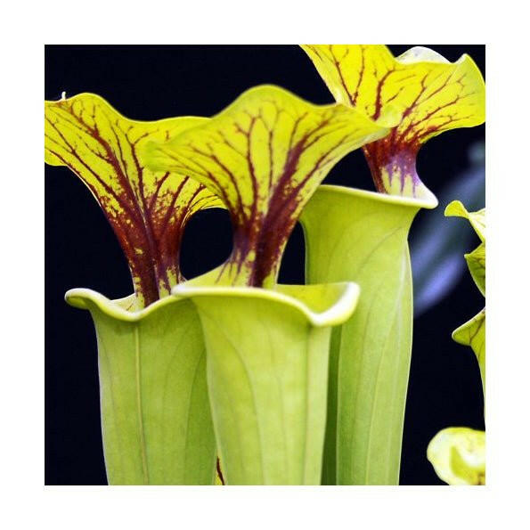 Trumpet Pitcher Plant - Sarracenia x Barba - 8.5cm Pot - Charterhouse Aquatics