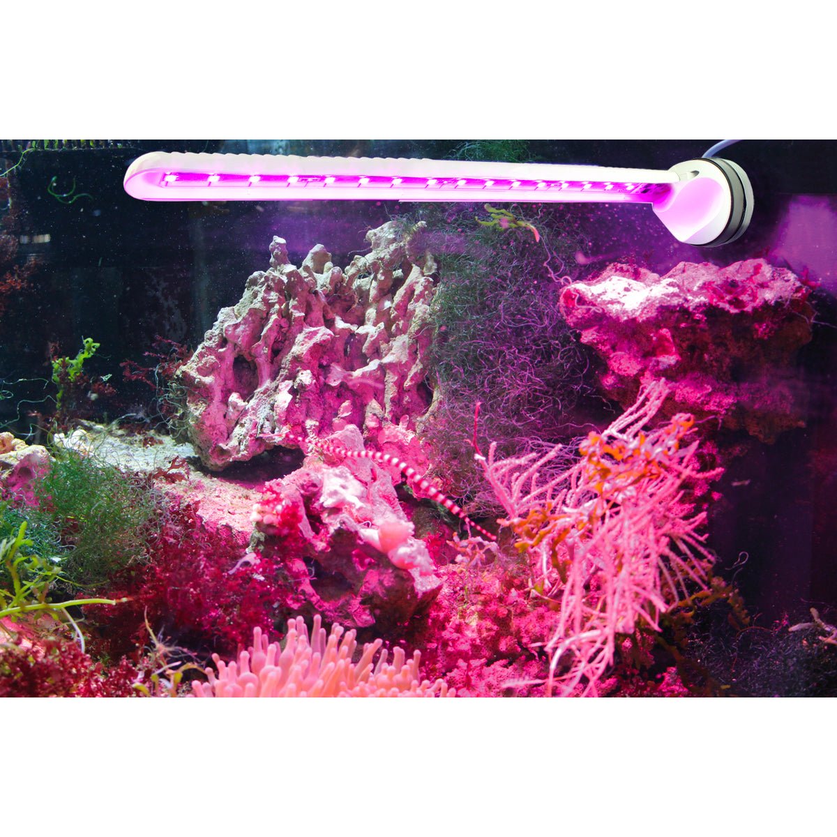 Tunze LED Refugium Eco Chic - Charterhouse Aquatics