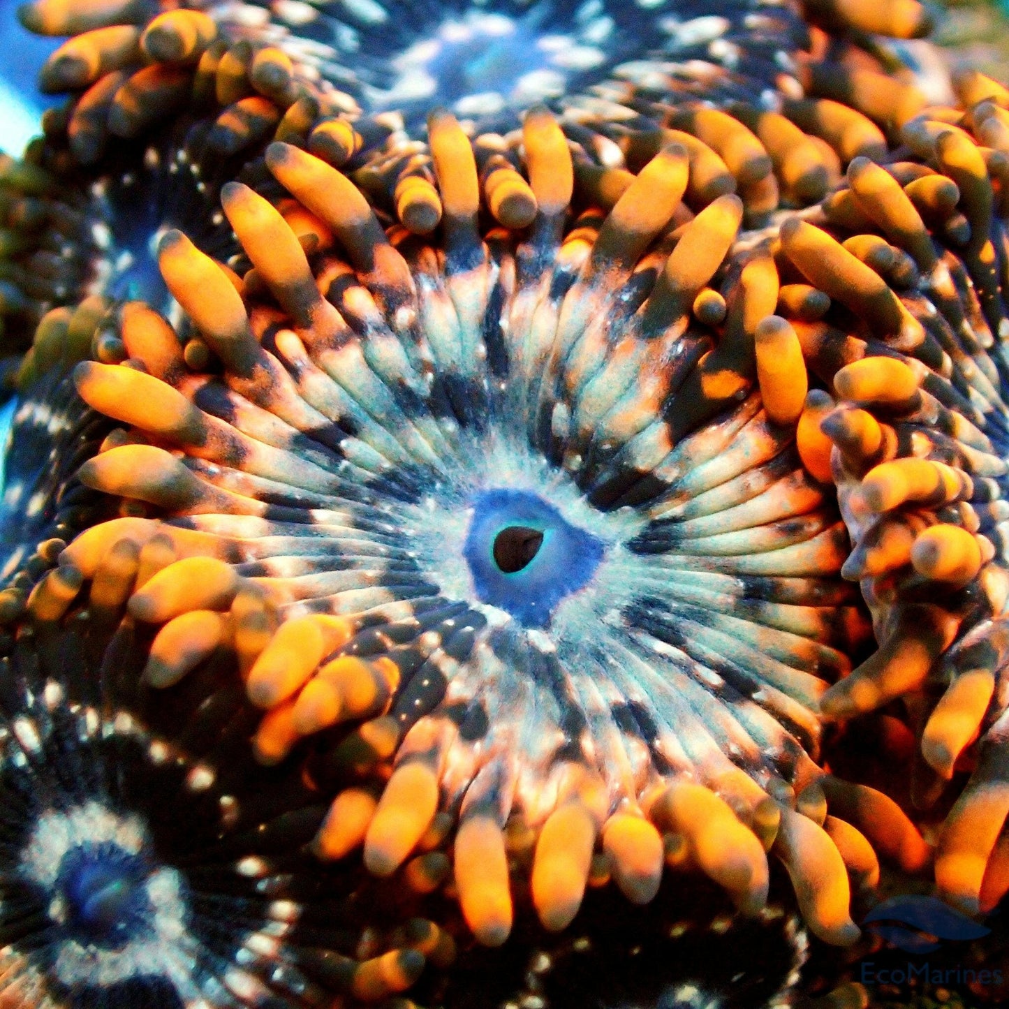 Utter Chaos PE 6 Polyp Frag - Charterhouse Aquatics