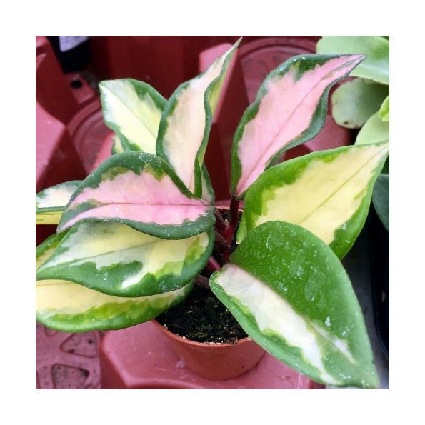 Wax Plant 'Tricolour' (Hoya carnosa tricolor) - 5.5cm Pot - Charterhouse Aquatics