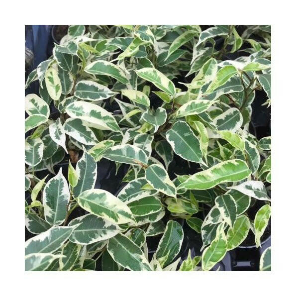 Weeping Fig 'Variegated' (Ficus benjamina) - Small - Charterhouse Aquatics