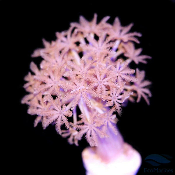 white-red-sea-pulsing-xenia-
