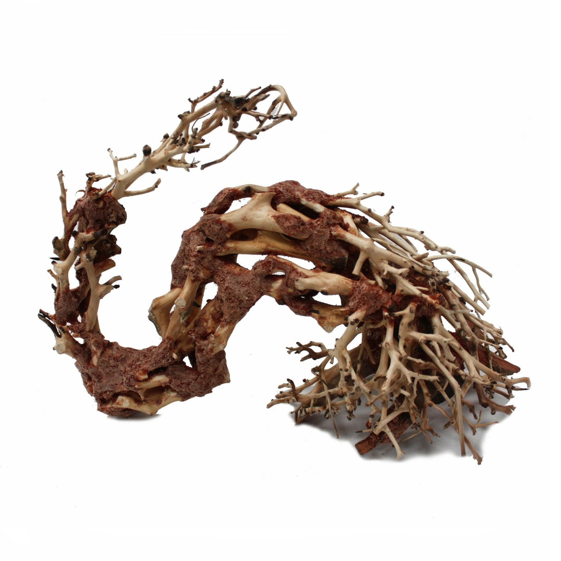 Wyvern Dragon Wood - Medium - Charterhouse Aquatics