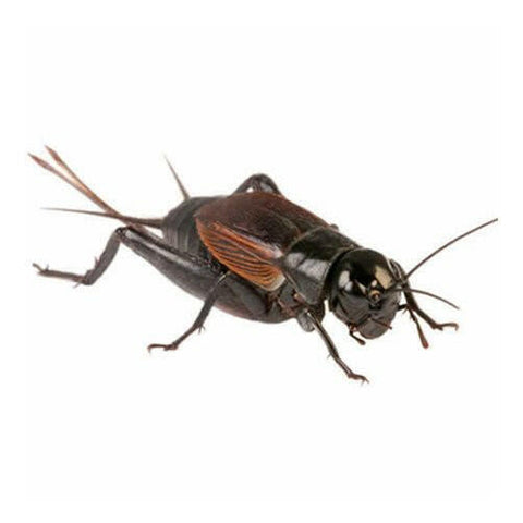 XL Black Crickets 20-30mm - 25 Pack - Charterhouse Aquatics