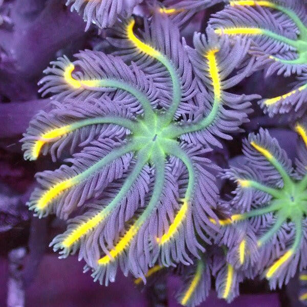 Yellow Tip Green Mouth Clove Polyp Frag 10 Polyps - Charterhouse Aquatics
