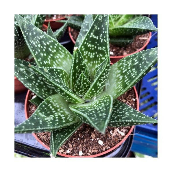 Zebra Haworthia (Haworthia attenuata 'Enon') - 8.5cm Pot - Charterhouse Aquatics